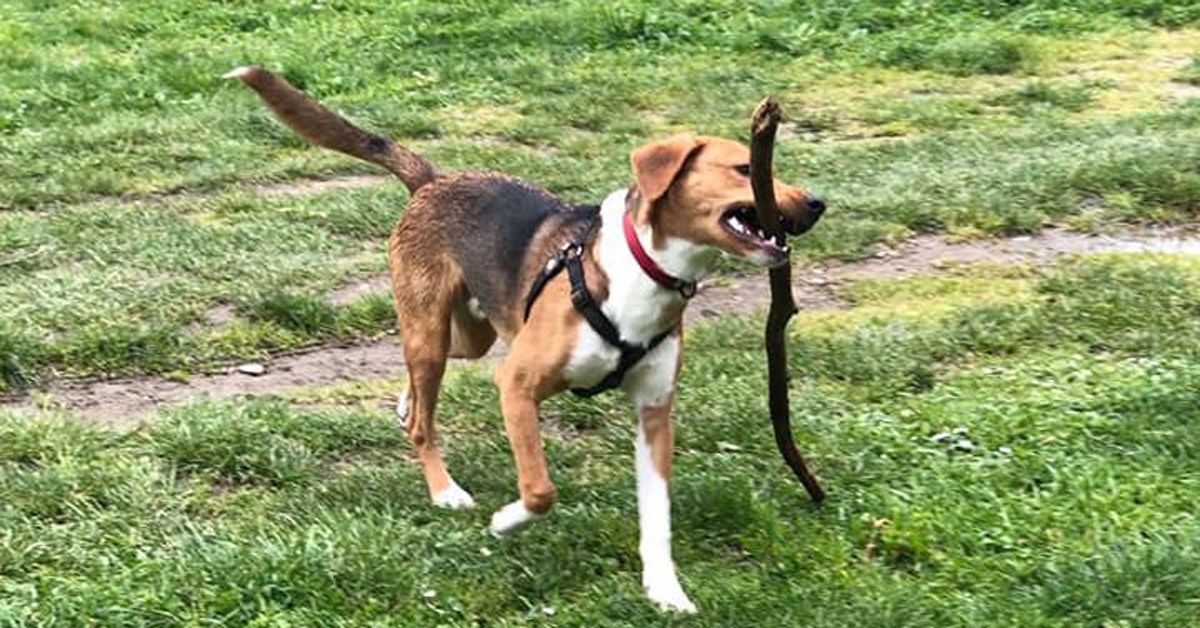 can-protectora-animal