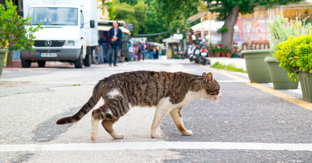 gato-rua-2