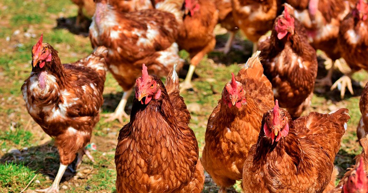 galinas-gallinas