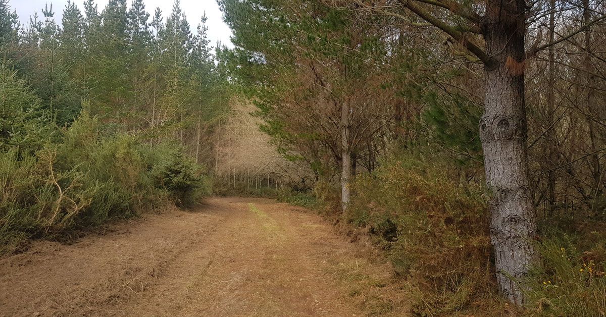 monte-traballo-prevencion-incendios