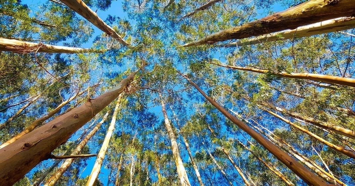 altri-bosque