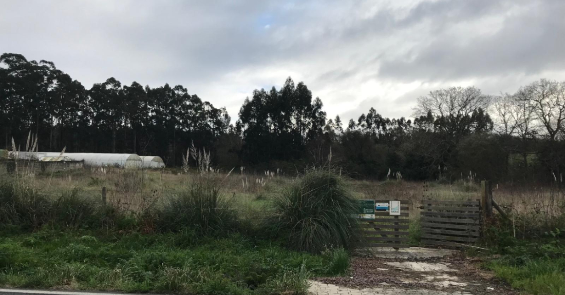 Imaxe dunha finca propiedade do Concello de Oleiros con plantas de plumachos