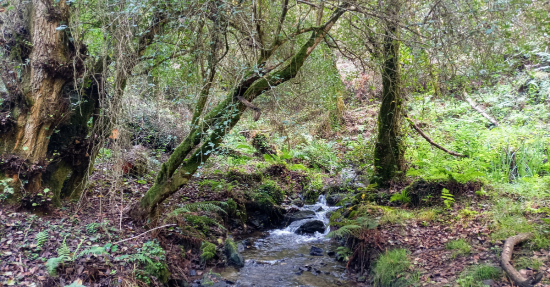 Imaxe da ruta polo río Sisalde en Arteixo