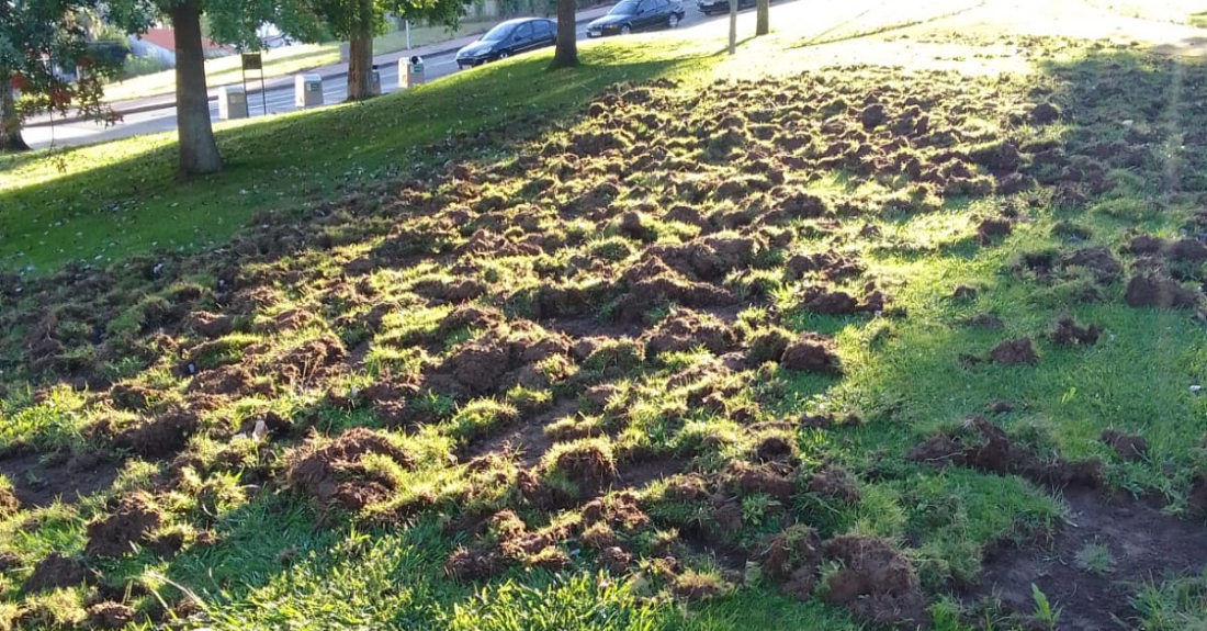 Pegadas dos xabarís en Oleiros