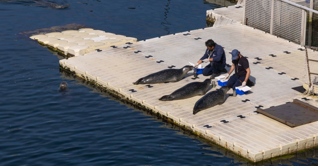 Imaxe das focas do Aquarium Finisterrae