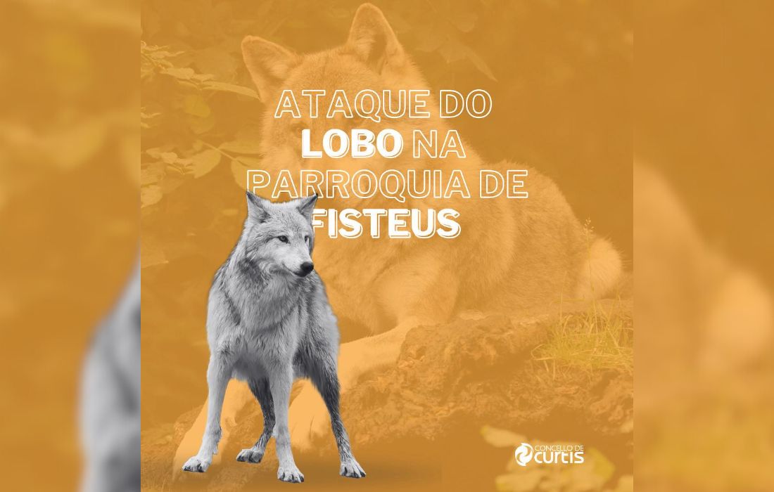 CURTIS ataque lobo
