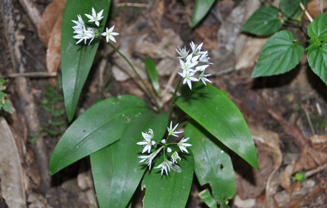 A CORUÑA contorna rio