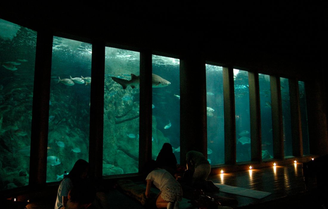 A CORUÑA durmiendo con tiburones