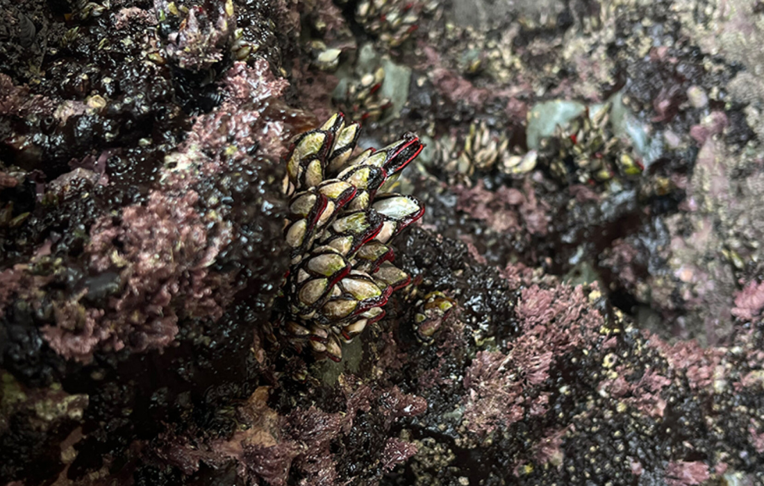 A CORUÑA percebes