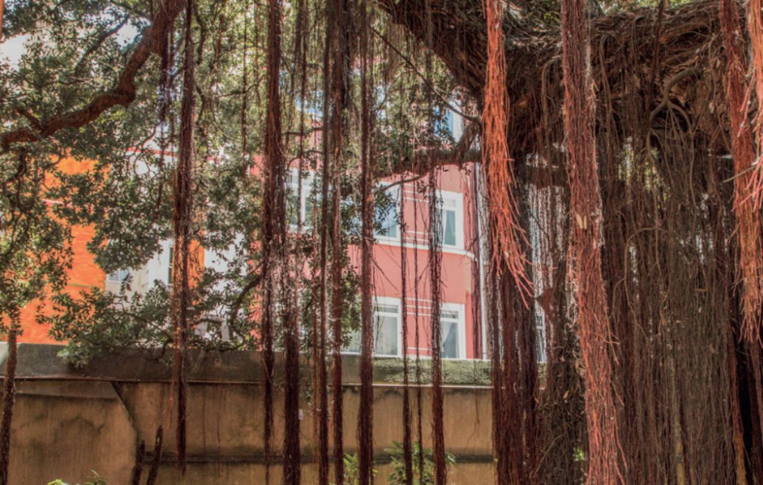 A CORUÑA arbore policia