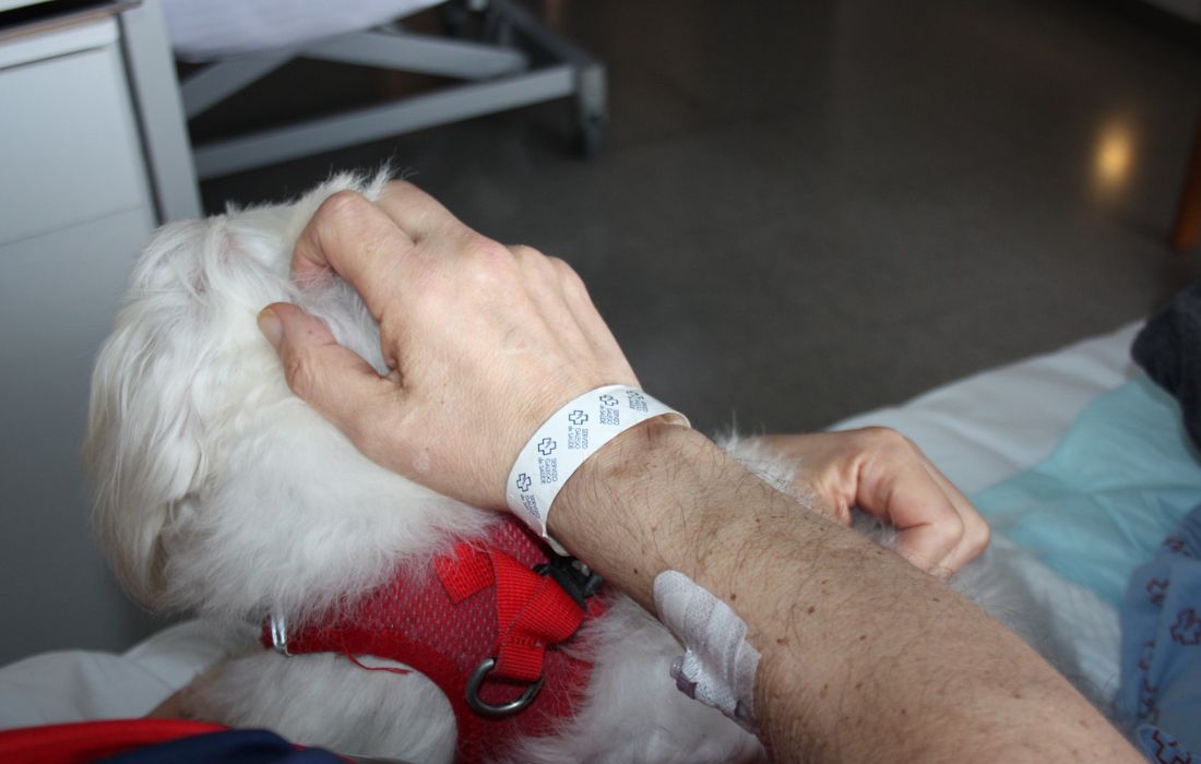 A CORUÑA coa tua mascota