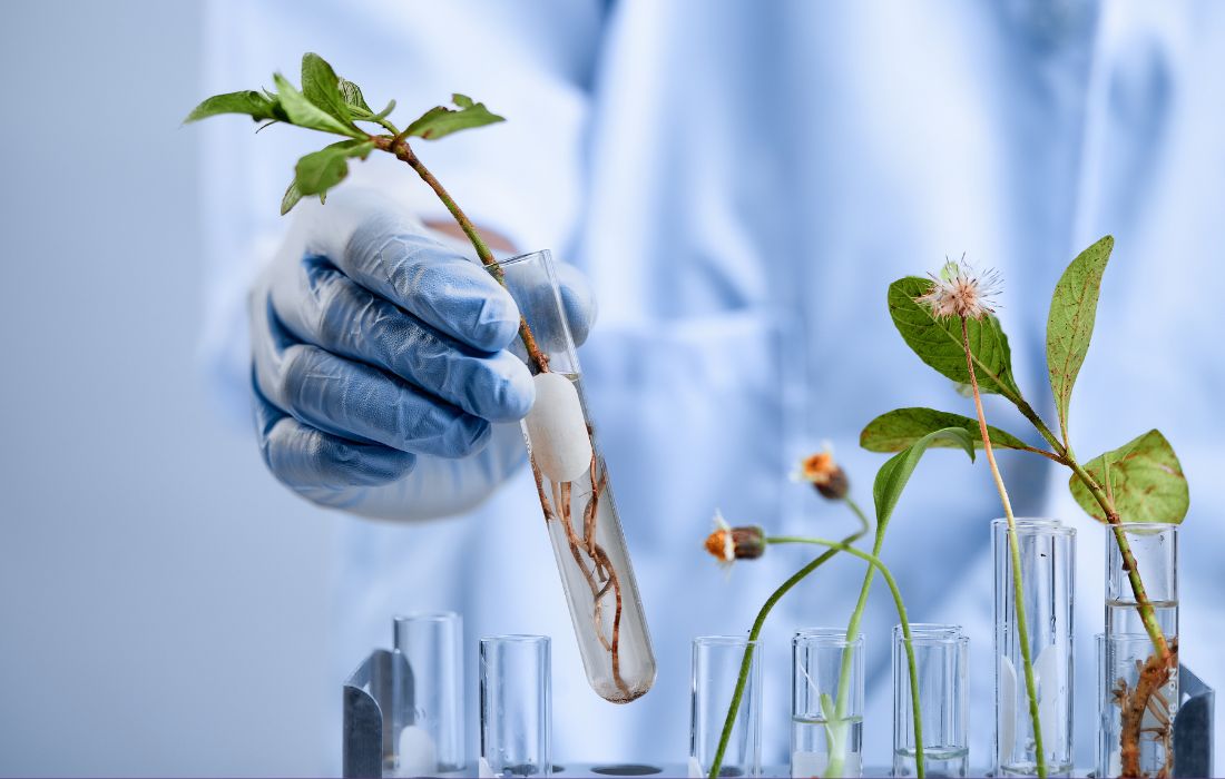 ABEGONDO laboratorio prantas