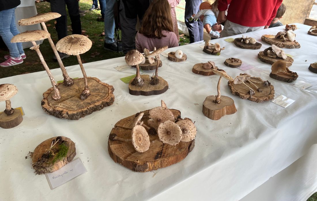 CAMBRE XXXI Exposición Micológica