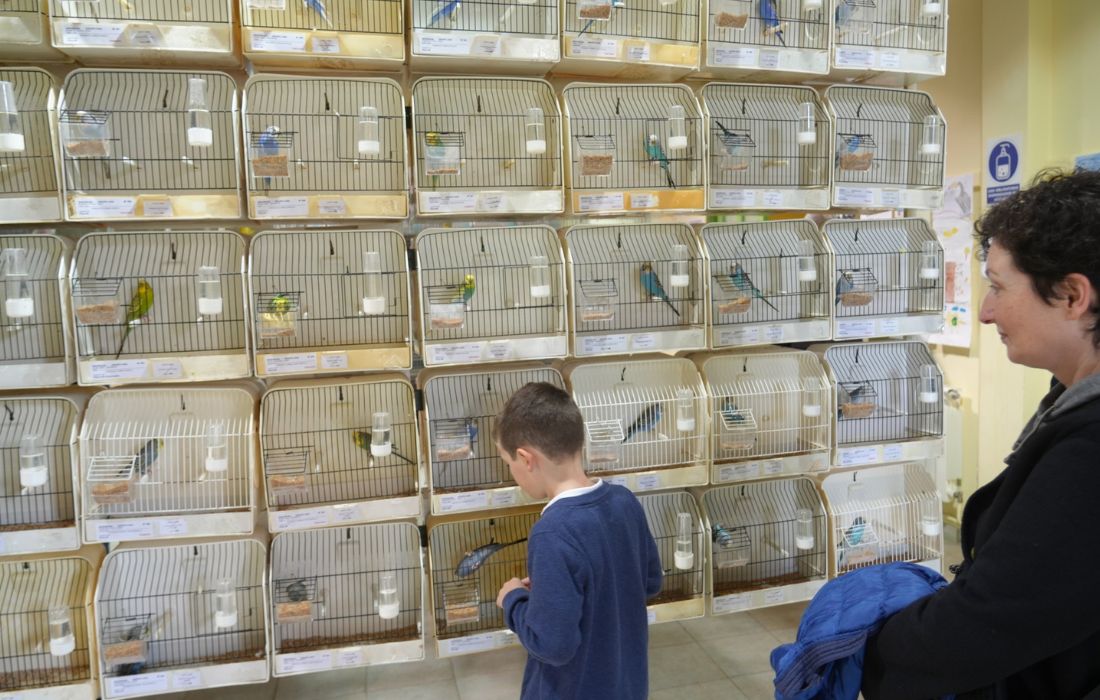 CULLEREDO exposición pájaros