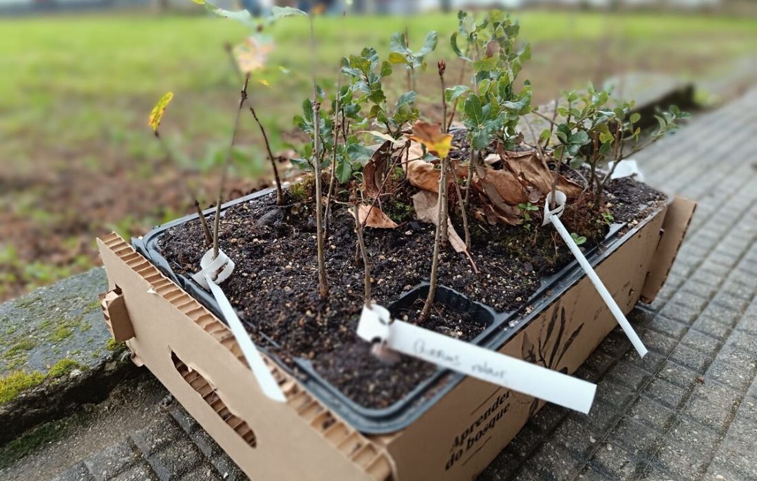 OLEIROS bosque valle inclan