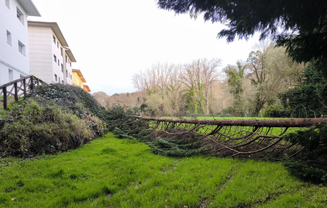 OLEIROS árbore caída