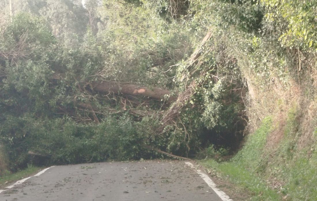 PADERNE arbore temporal