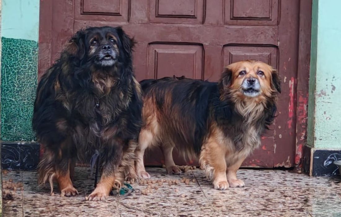 VILARMAIOR adopción cans