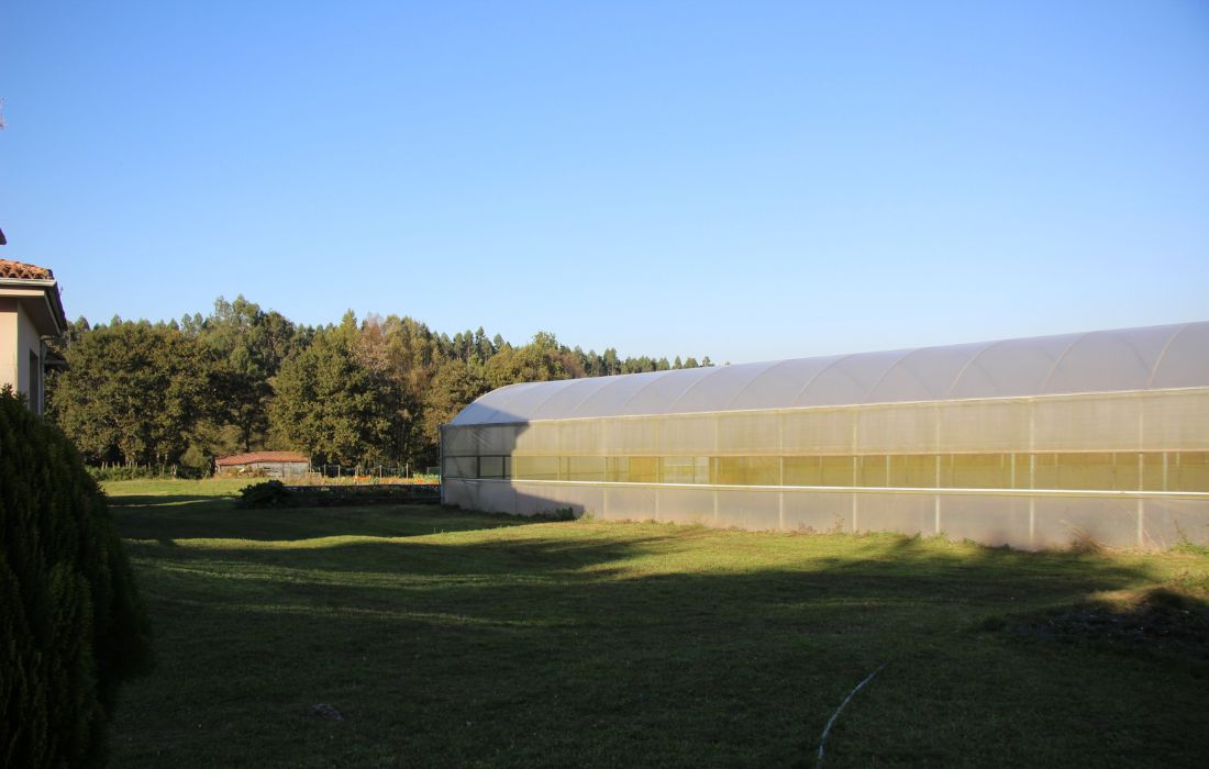 VILASANTAR raiña invernadero