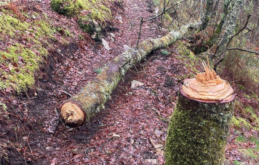 IRIXOA arbore fervenza de veris