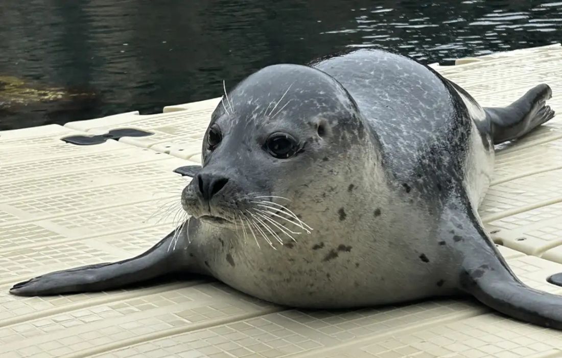 A CORUÑA foca jinzi