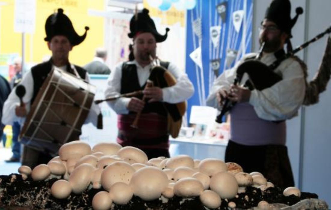 ORDES festa champiñon