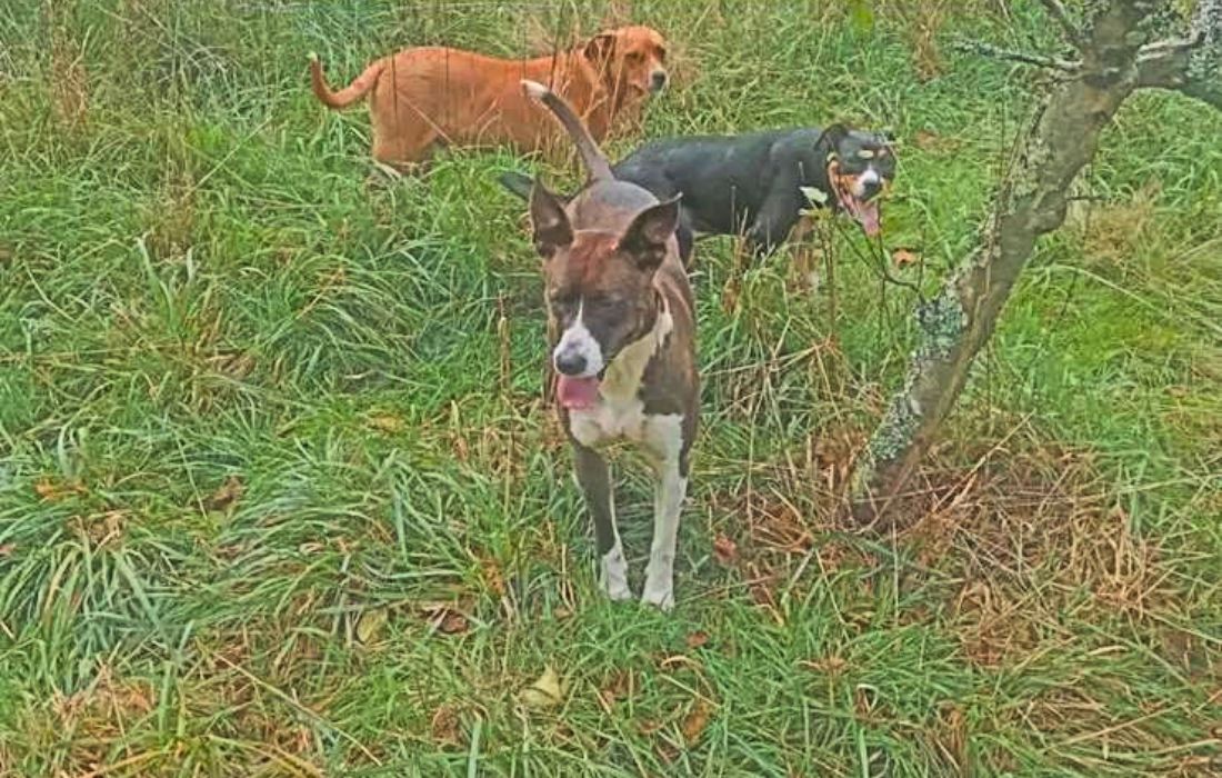 COIRÓS perros peligrosos
