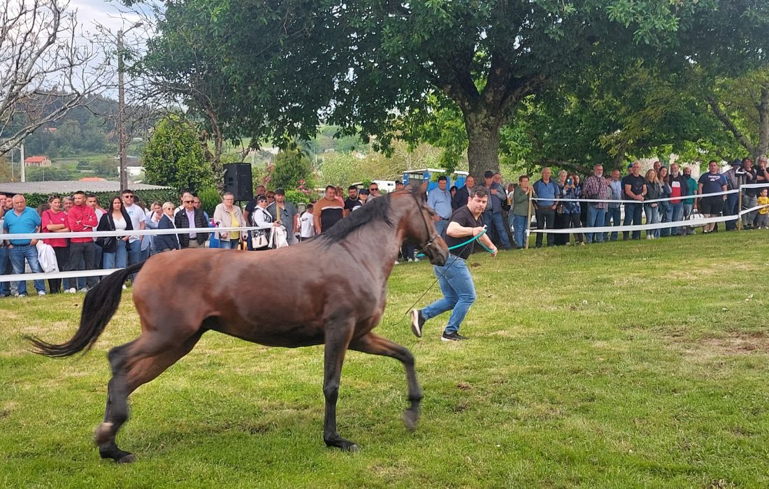 VILARMAIOR festa cabalos