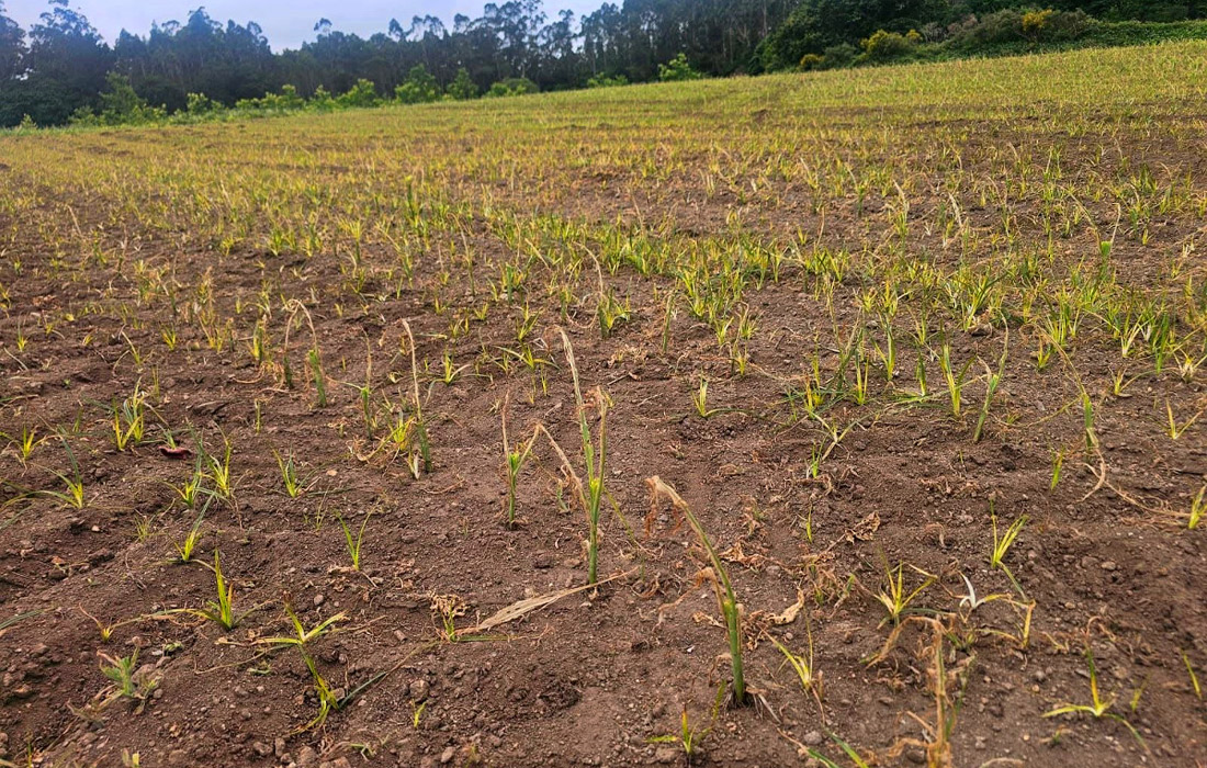 verme-defoliador-millo