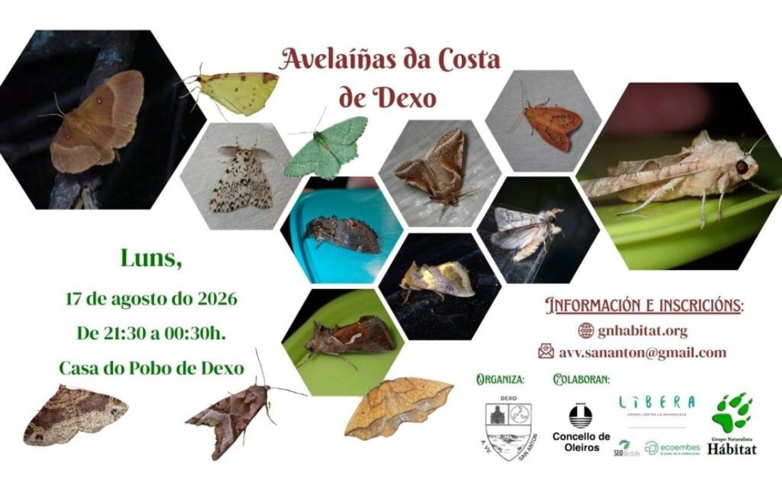 OLEIRO avelaiñas