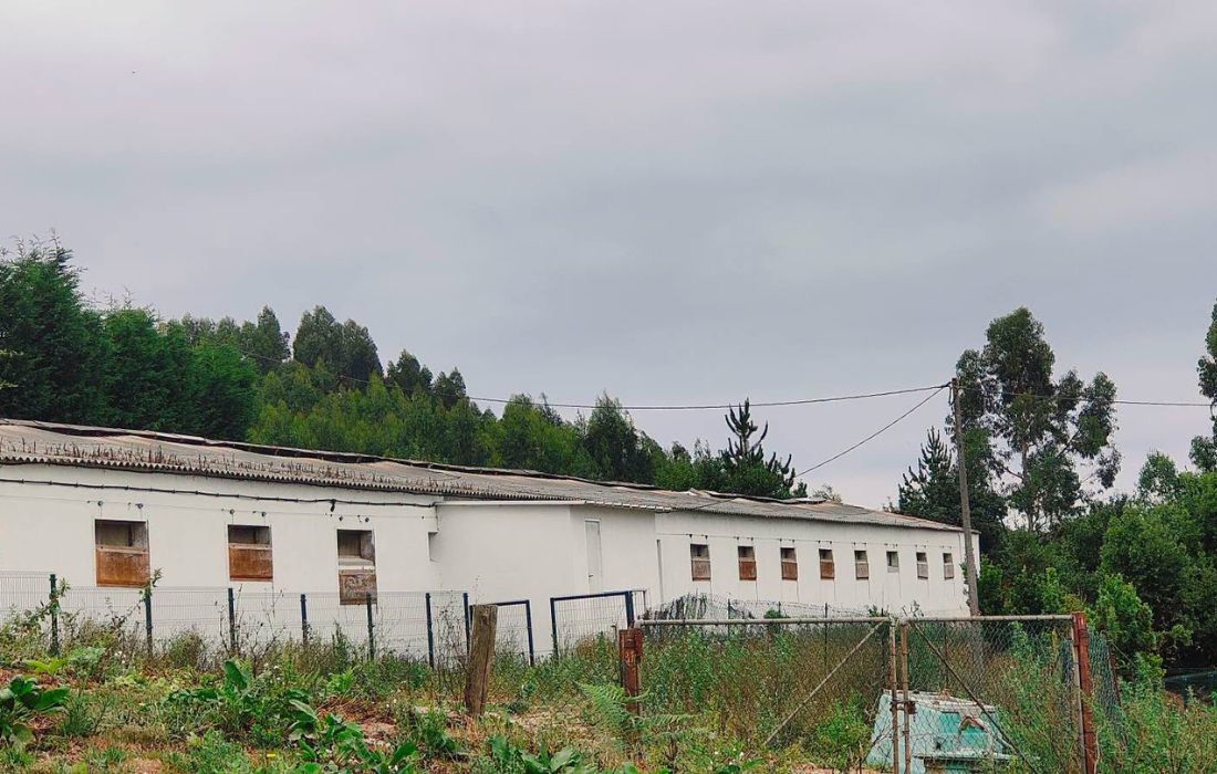 granxa-de-lañas-arteixo