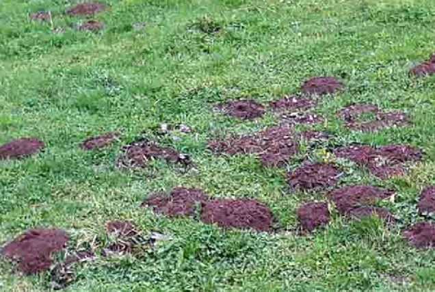 danos-rata-toupa--montaña