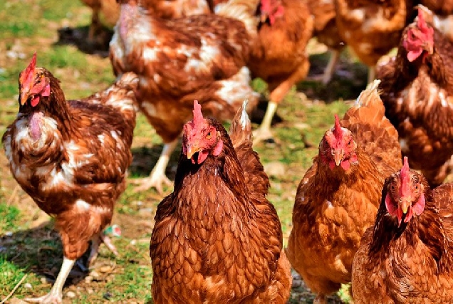 galinas-gallinas
