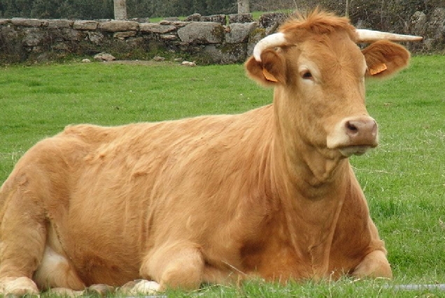 vaca-raza-rubia-galega-acruga