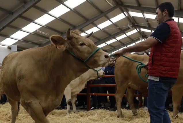 fonsagrada-Feira-de-Gando-Vacún-2