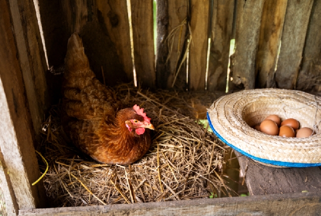 Imaxe dunha galiña no galiñeiro