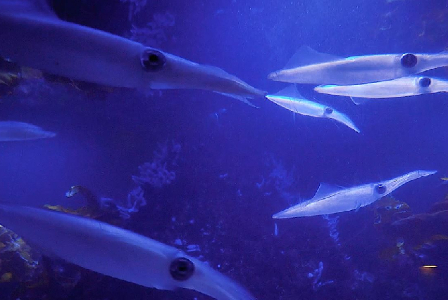 Imaxe das luras no acuario da Coruña