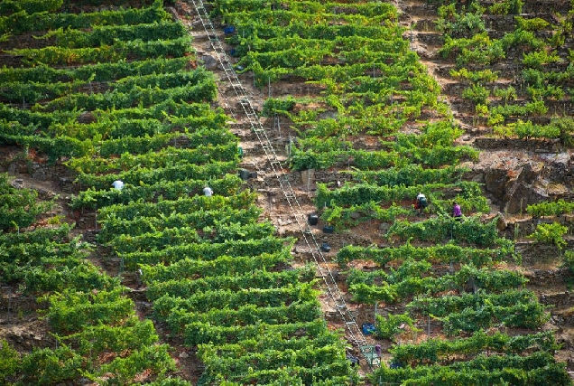 vendimia-viñedos-ribeira-sacra