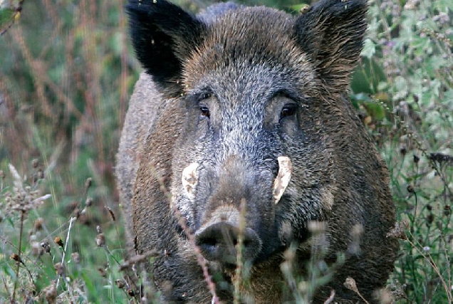 xabaril-tecor-terra-cha