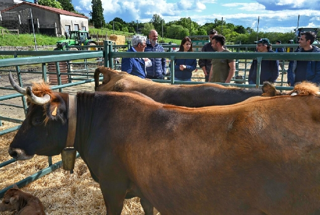 mostra-de-gando-xunqueira