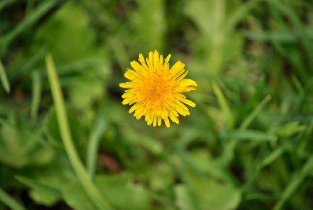 plantas-silvestre-comestible-flor