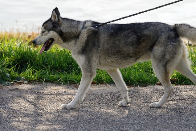 perro-can-paseo-xenerica