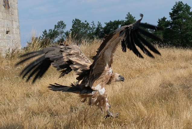 solta-aves-voitre
