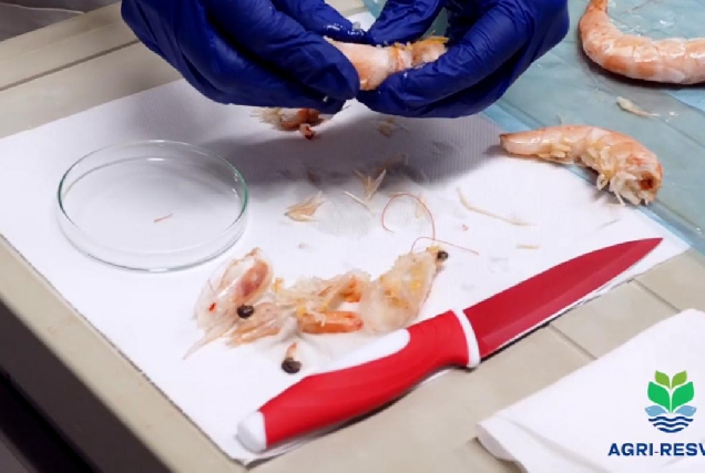 investigacion-langostixo-conxelado